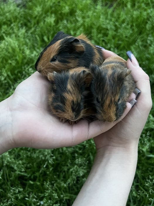 Продам морських свинок
