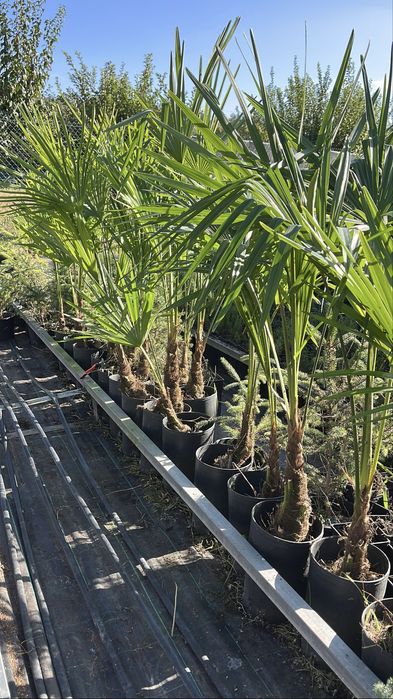 Palmeiras “Trachycarpus Fortunei”