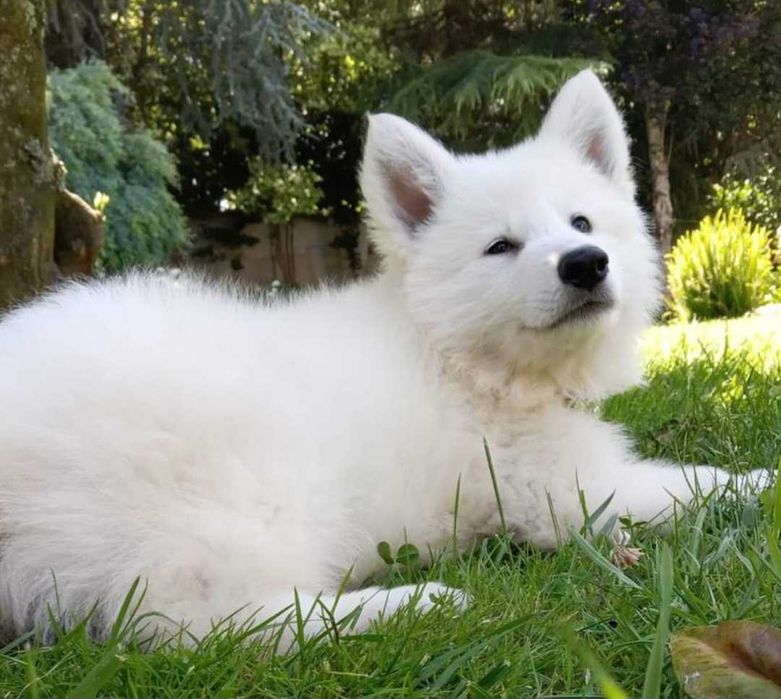 Pastor Branco Suíço