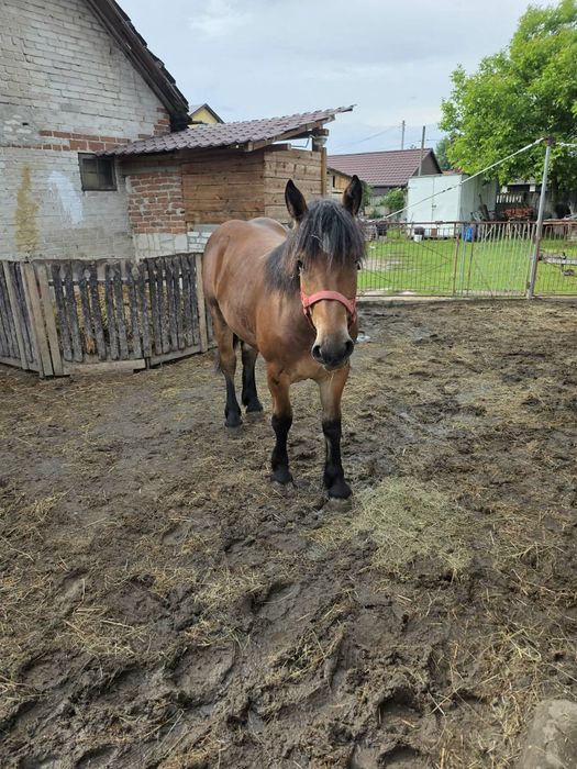 Sprzedam zrebice