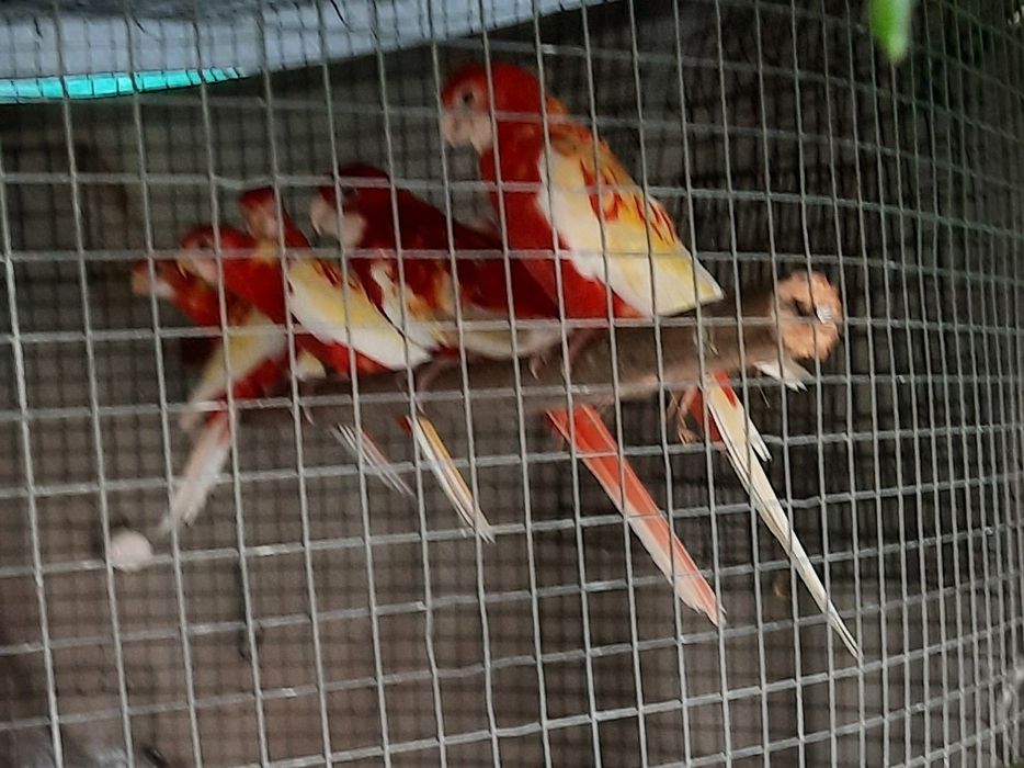 Agapornis fischers ,rolas diamante e mandarins e roselas