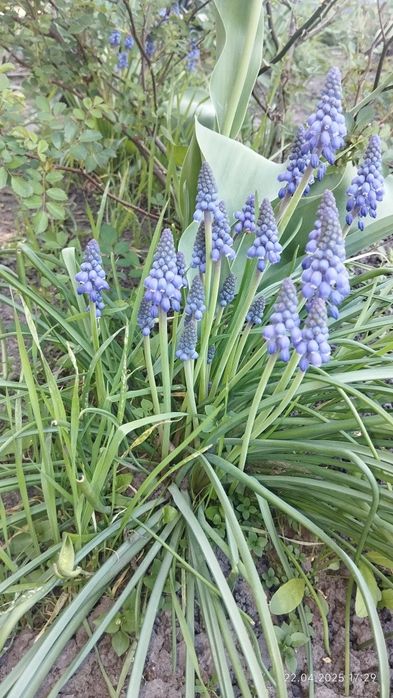 Квіти з своєї клумби