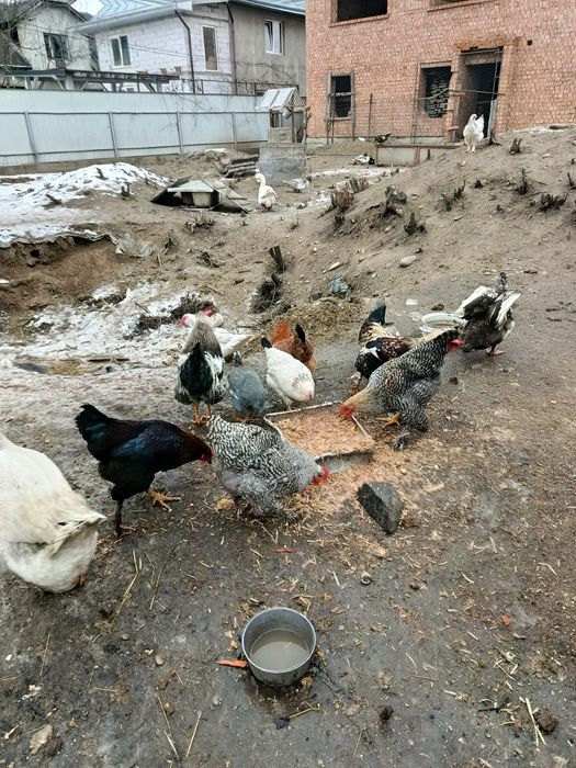 Продаю молодих когутів