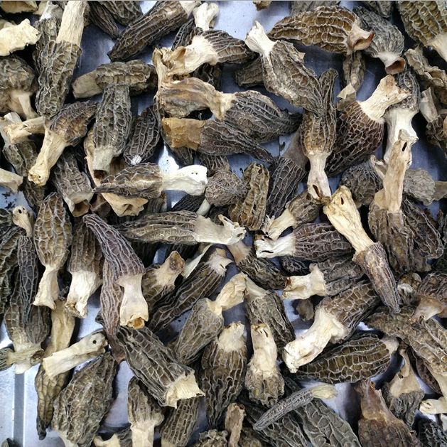 GRZYBY SUSZONE Morchella conica (Smardz Stożkowaty) 20 g.