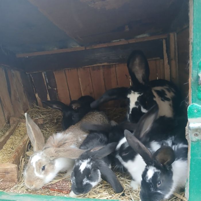 Sprzedam samice z 6 młodymi