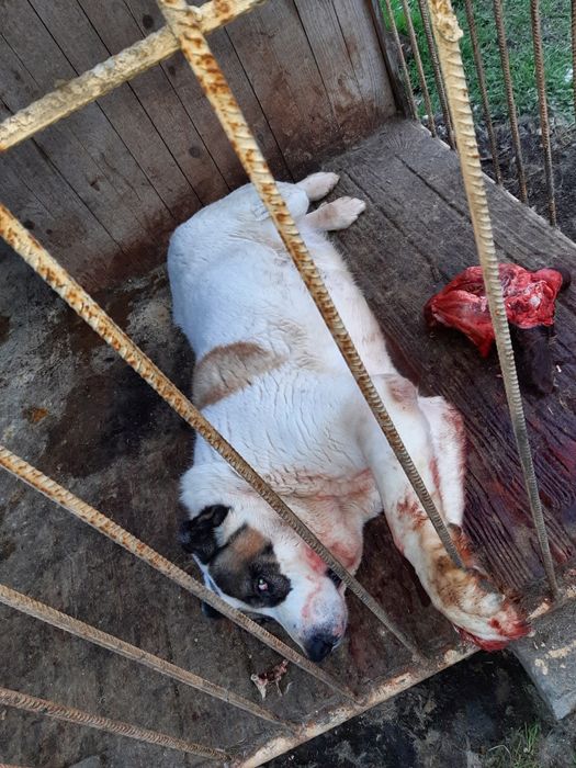 Алабай для вязки