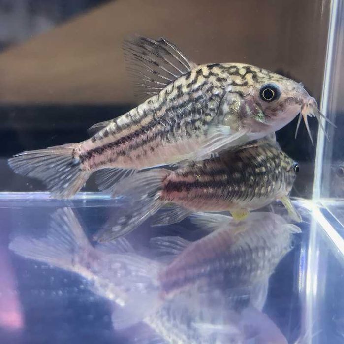 Corydoras nanus (Kirysek mały) WYSYŁKA AKWAWIN