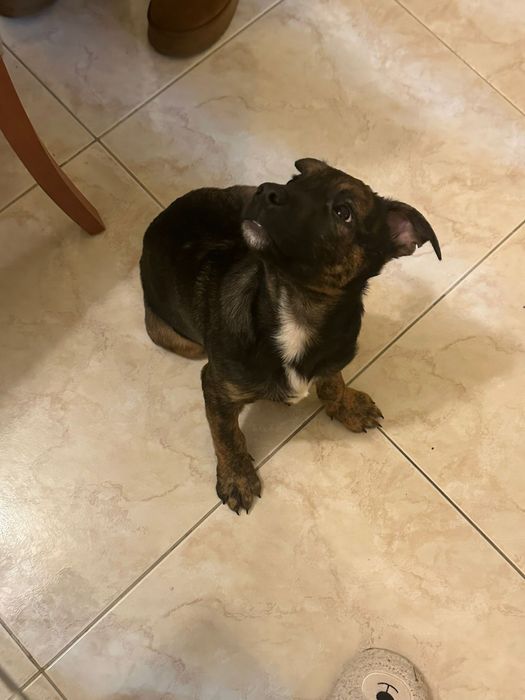 TICO - cachorro para adoção responsável