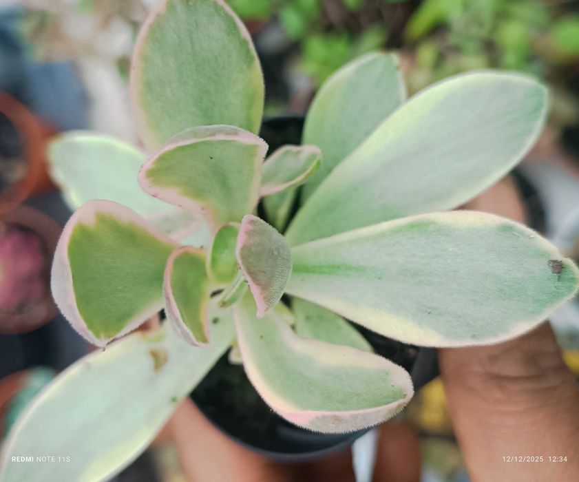 Suculentas de fácil cultivo a 1.50€