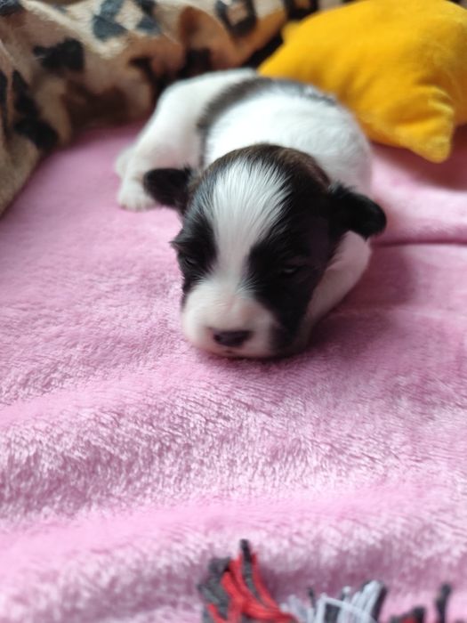 Papillon  piesek  ZKwP/FCI