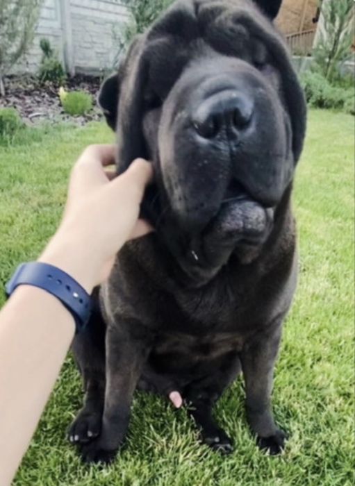 Молодий пес шарпей собака