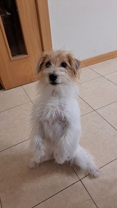 Doação  - Jack Russel (LEIA)