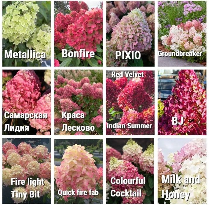 Гортензия.черенки для укоренения