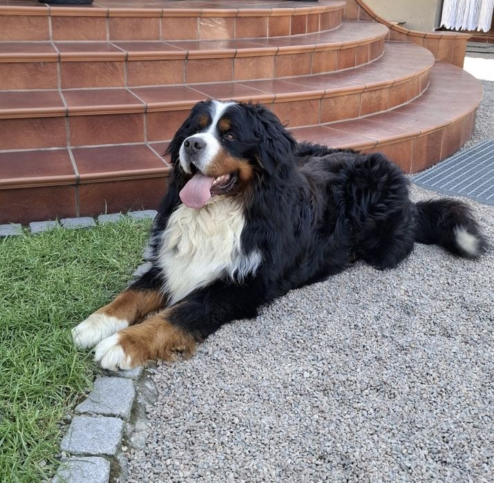 Berneński pies pasterski