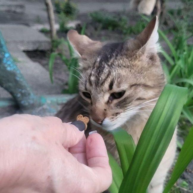 Ідеальна  кішечка муркотуха і цілувака в пошуках родини