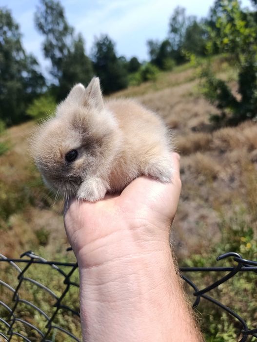 Karzelek Teddy króliki