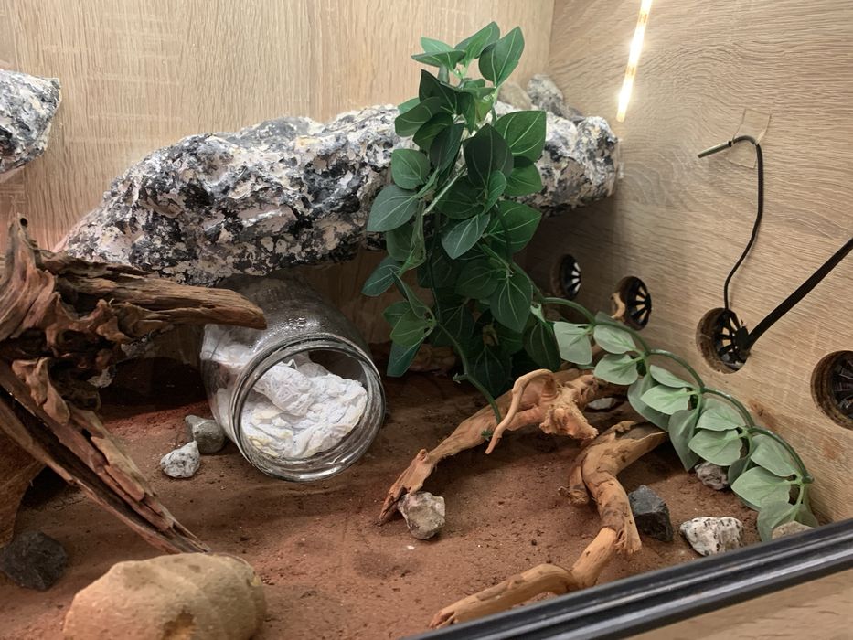 Terrarium + dwie gekony lamparci