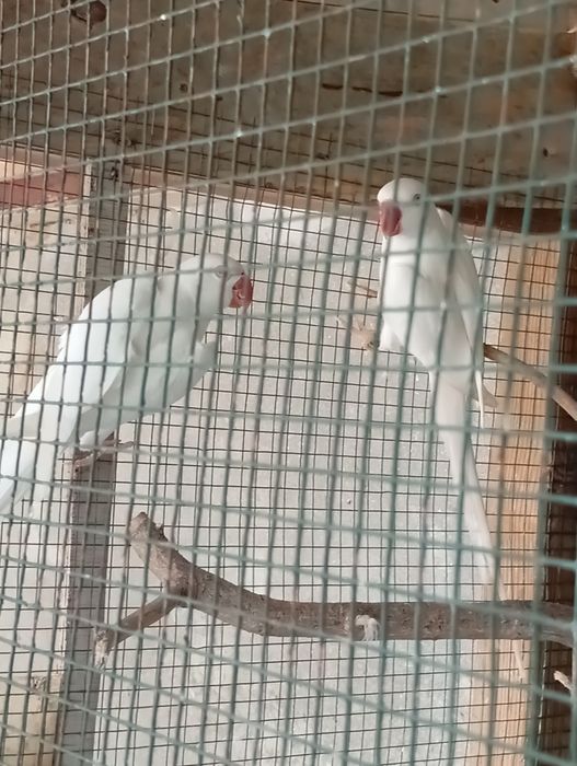 Casal ringneck albino