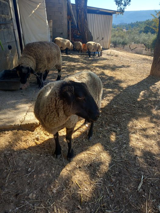 Ovelha sulfok francesa