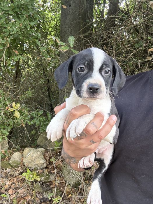 American staffordshire terrier femea