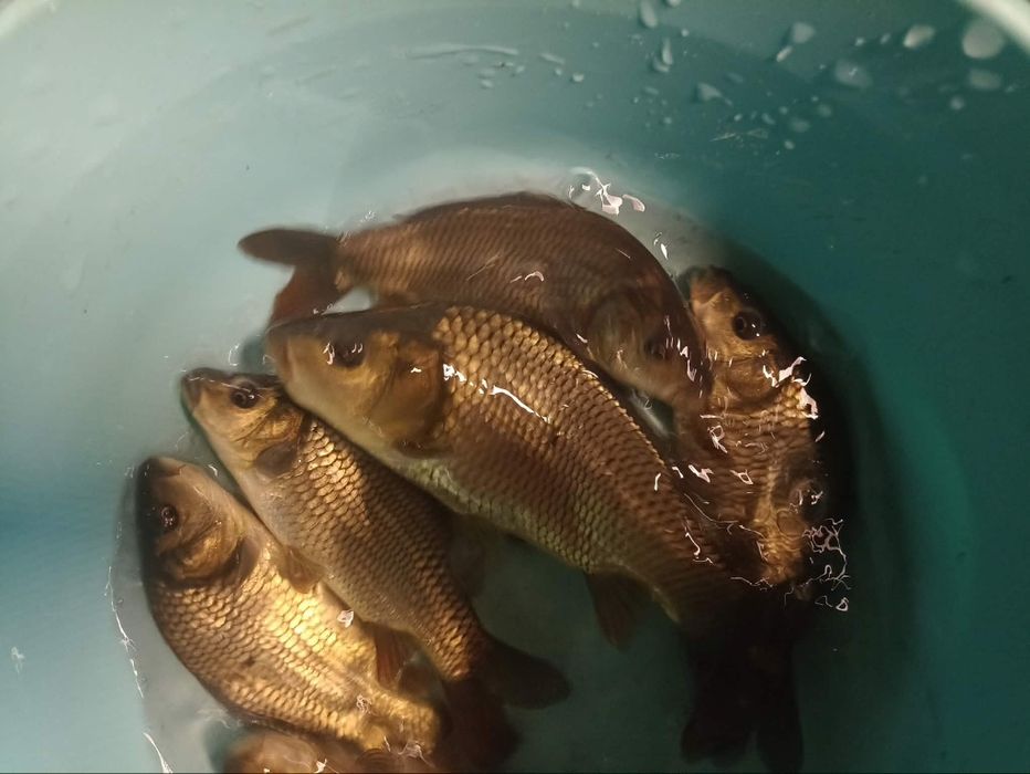 Pstrąg stawowy sandacz karp karaś koi