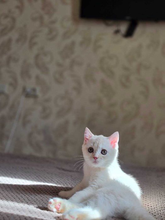 Шотландский котик