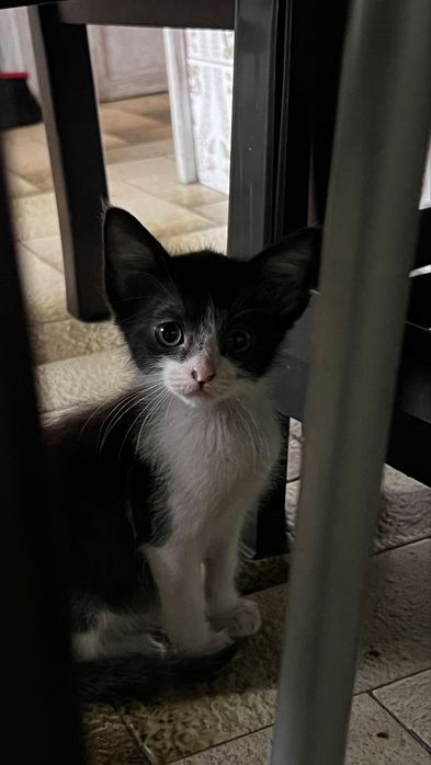 Gatinhas para adoção