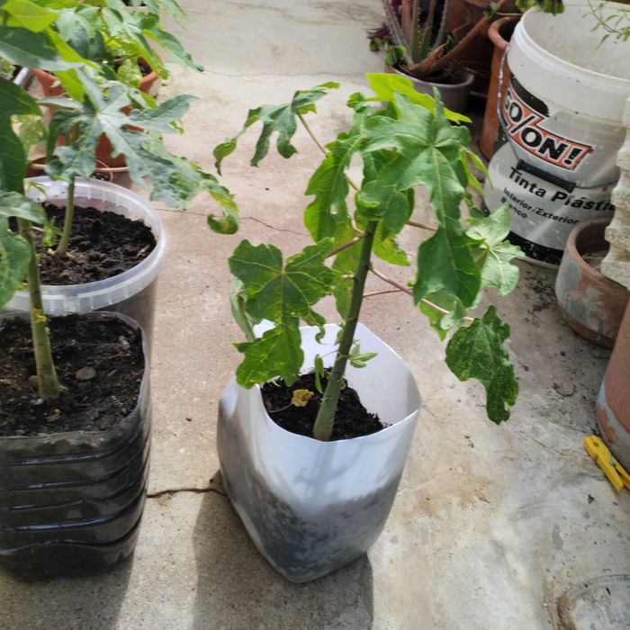 Plantas de mamão lindas