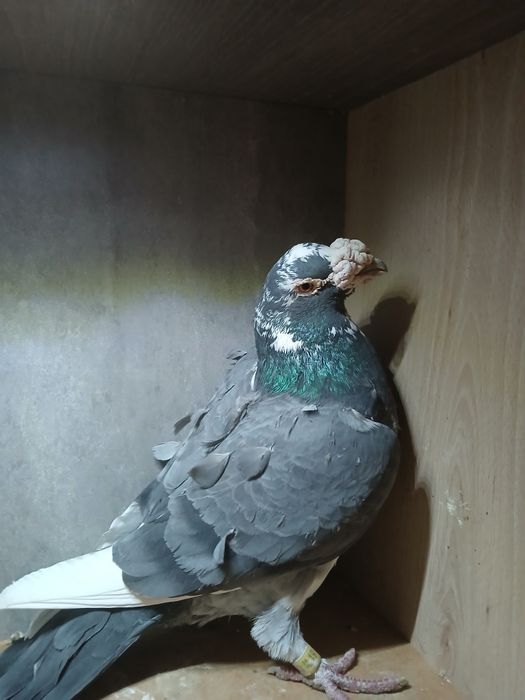 Gołębie staropolskie samiec