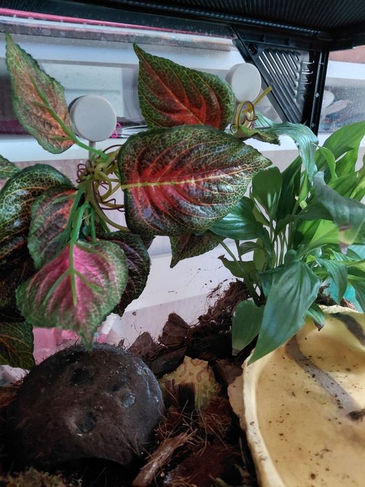 Żaba rogata z terrarium