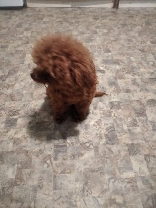 Мальчик той пудель