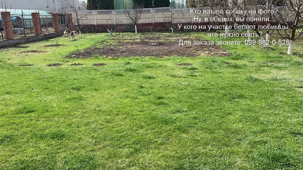 микро Клевер белый 10г Пиполина Дания семена орігінал цветы газон