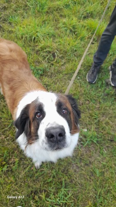 Отдам собак в хорошие руки