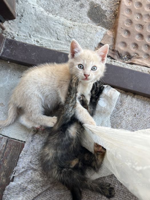 Кошенята в добрі руки