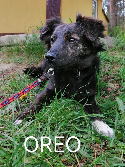 OREO młody piesek szuka domu