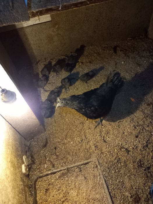 Ayam Cemani pary