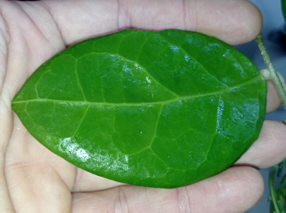 Hoya Hoja FLORES island cięta