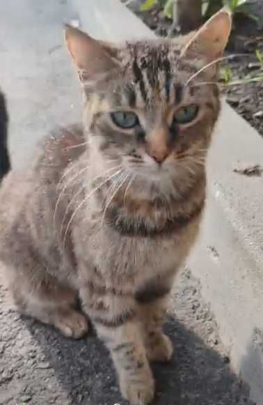 кошка очень ищет дом