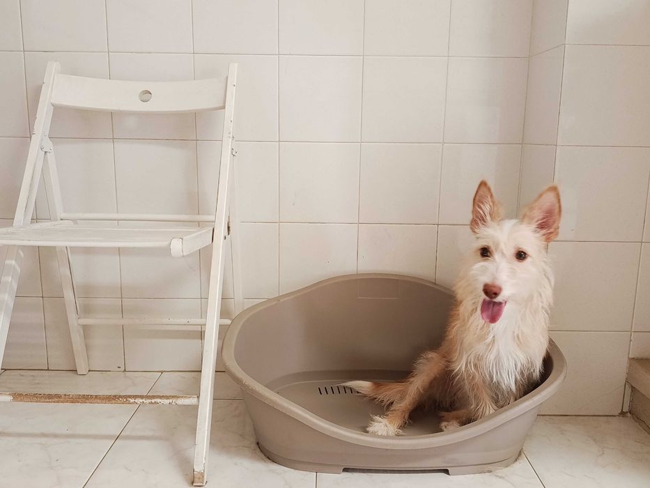 Cão para adoção responsável