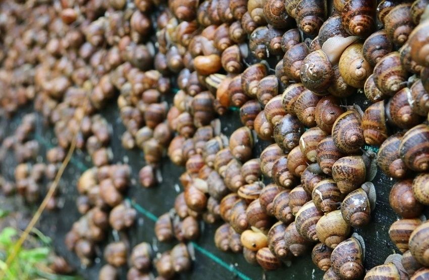 Мальок равлика (ікра) Helix Aspersa Muller та Maxima