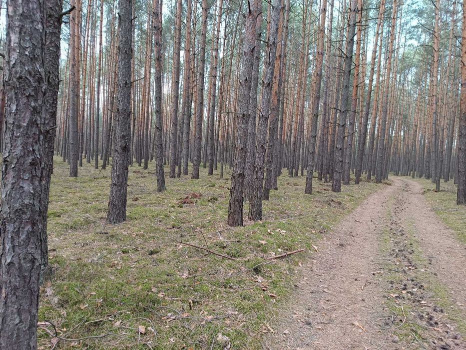 Las sosnowy - 3,24 ha - Zacharzów, gm. Radzanów, woj. mazowieckie