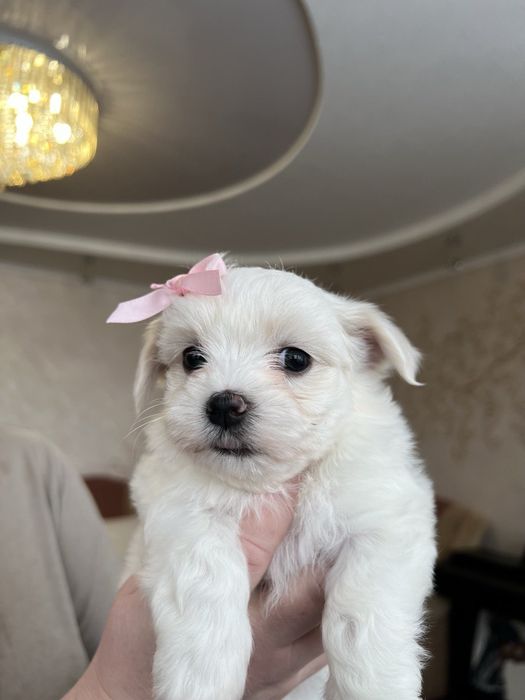 Продам ,мальтезе ,папа мини ,мама стандарт.и