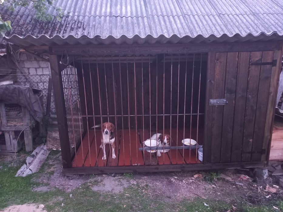 Вязка Естонська гонча