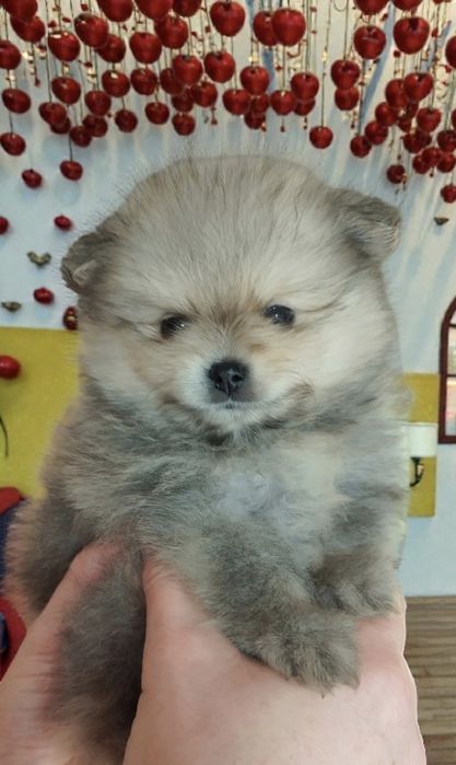 Pomeranian szpic miniaturowy ZKwP