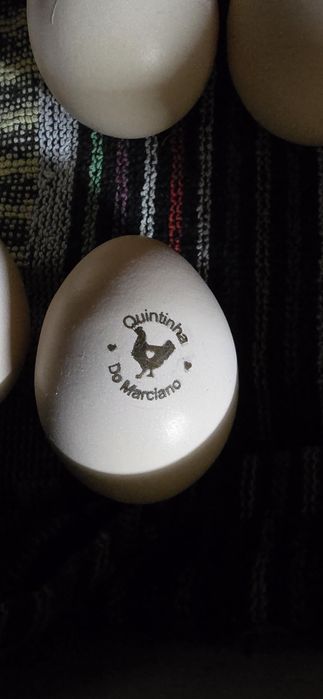 Ovos Sebright Dourada