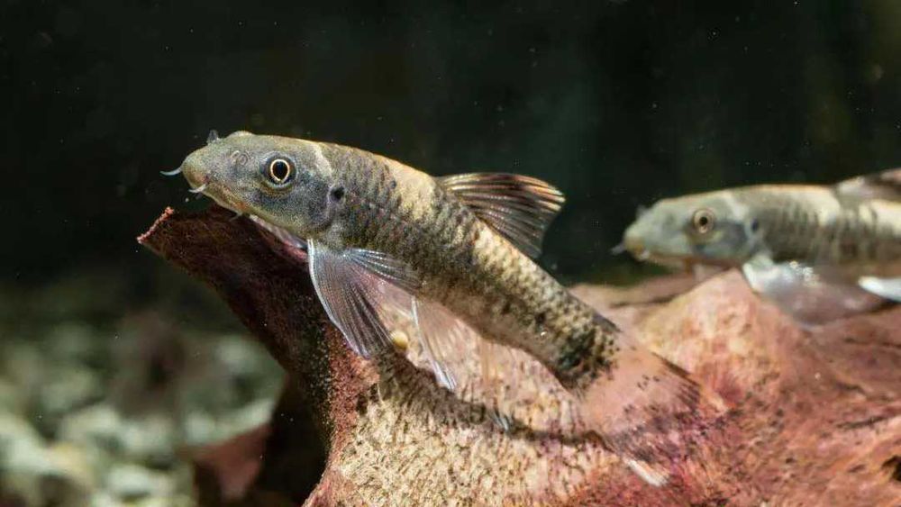 Garra Flavatra Ryba Idealna na Glony