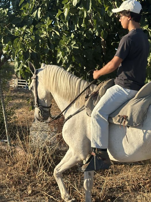 Cavalo de confiança Montado