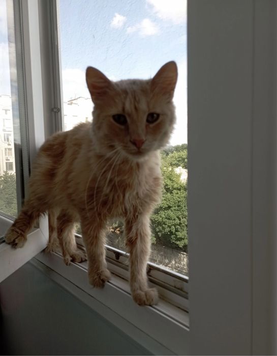 Котик Персик в лобляу родину