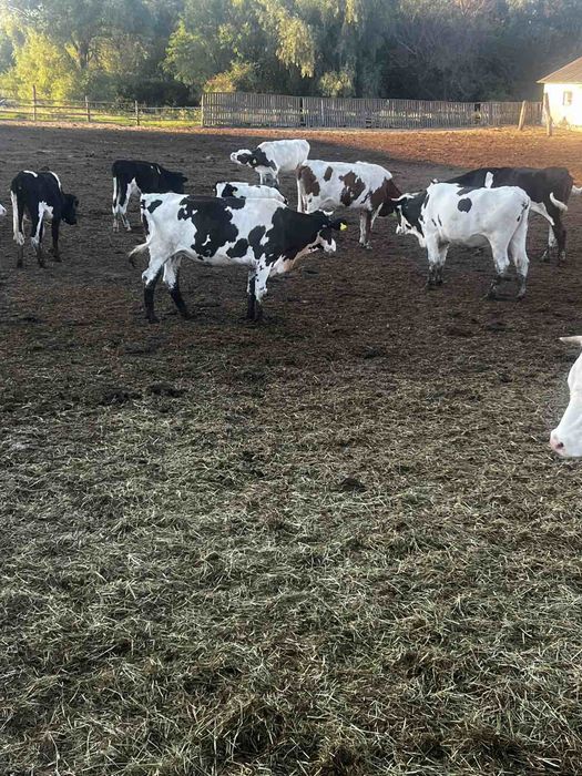 Продаж корів, телиць, нетелів