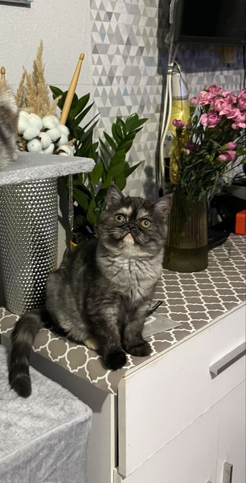 Екзотична короткошерста